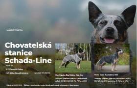 Schada - Line