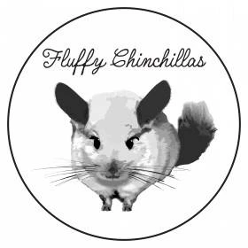 Fluffy Chinchillas