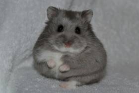 X-rats