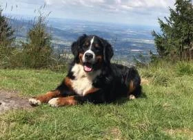 Czechrea