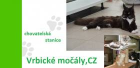 Z Vrbických močálů