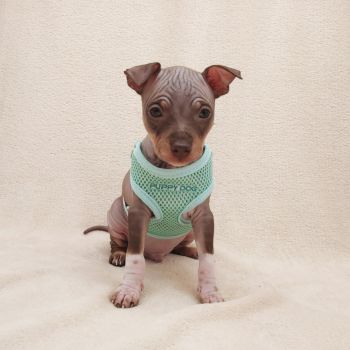 A.Ha.Terrier