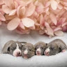Redono Rain Whippet FCI