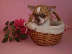 Chihuahua de estrella puerta