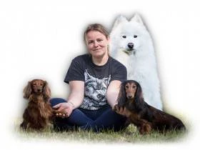 Golchika samojed a jezevčík dlouhosrstý miniaturní