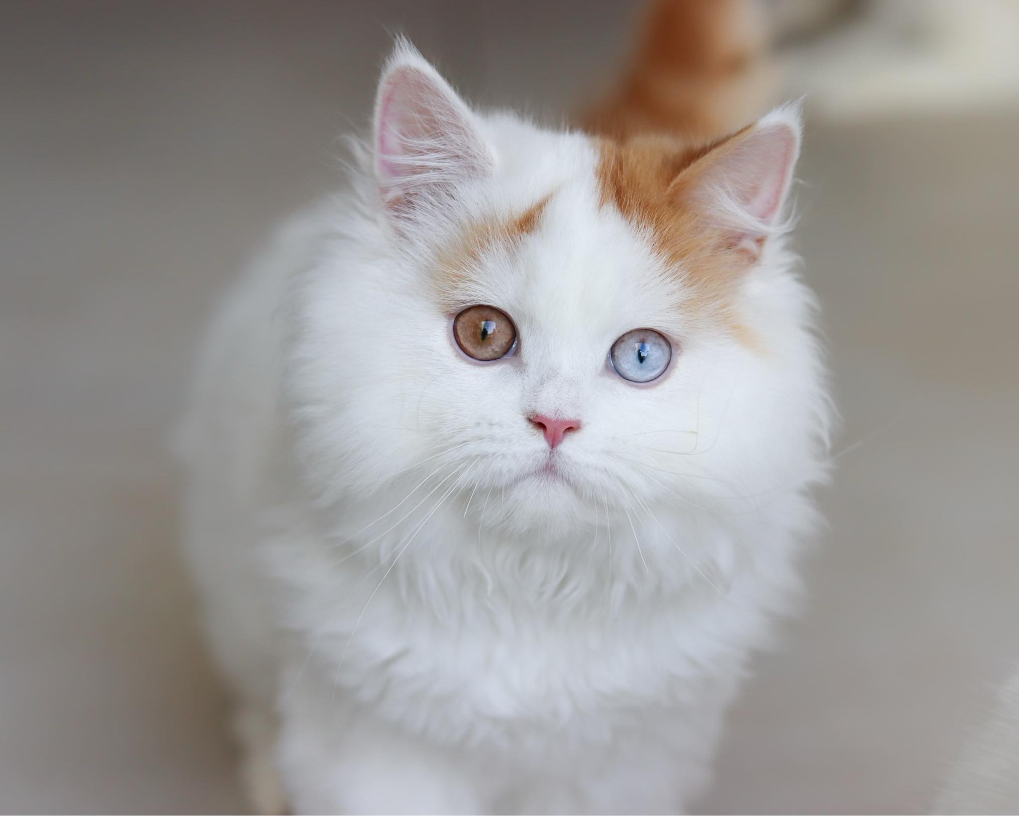 Air Force Cat * CZ