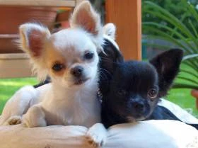 Chihuahua de estrella puerta