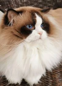 Mishi.cz
