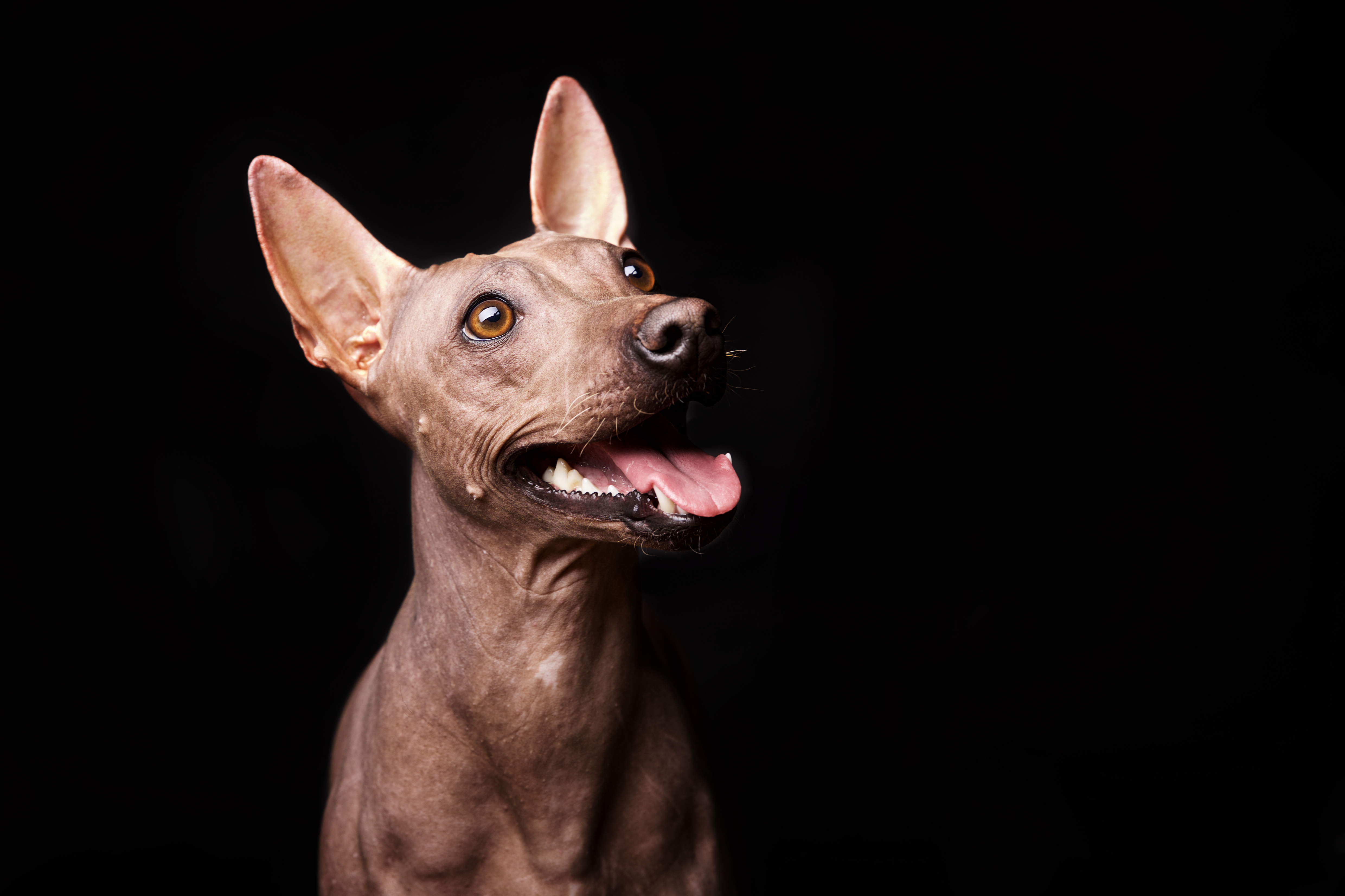 A.Ha.Terrier