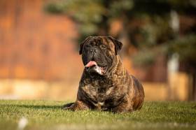 Bulmastif bullmastiff