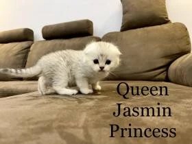 Jasmin Princess