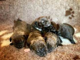 Radical kennel