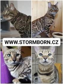 Storm Born