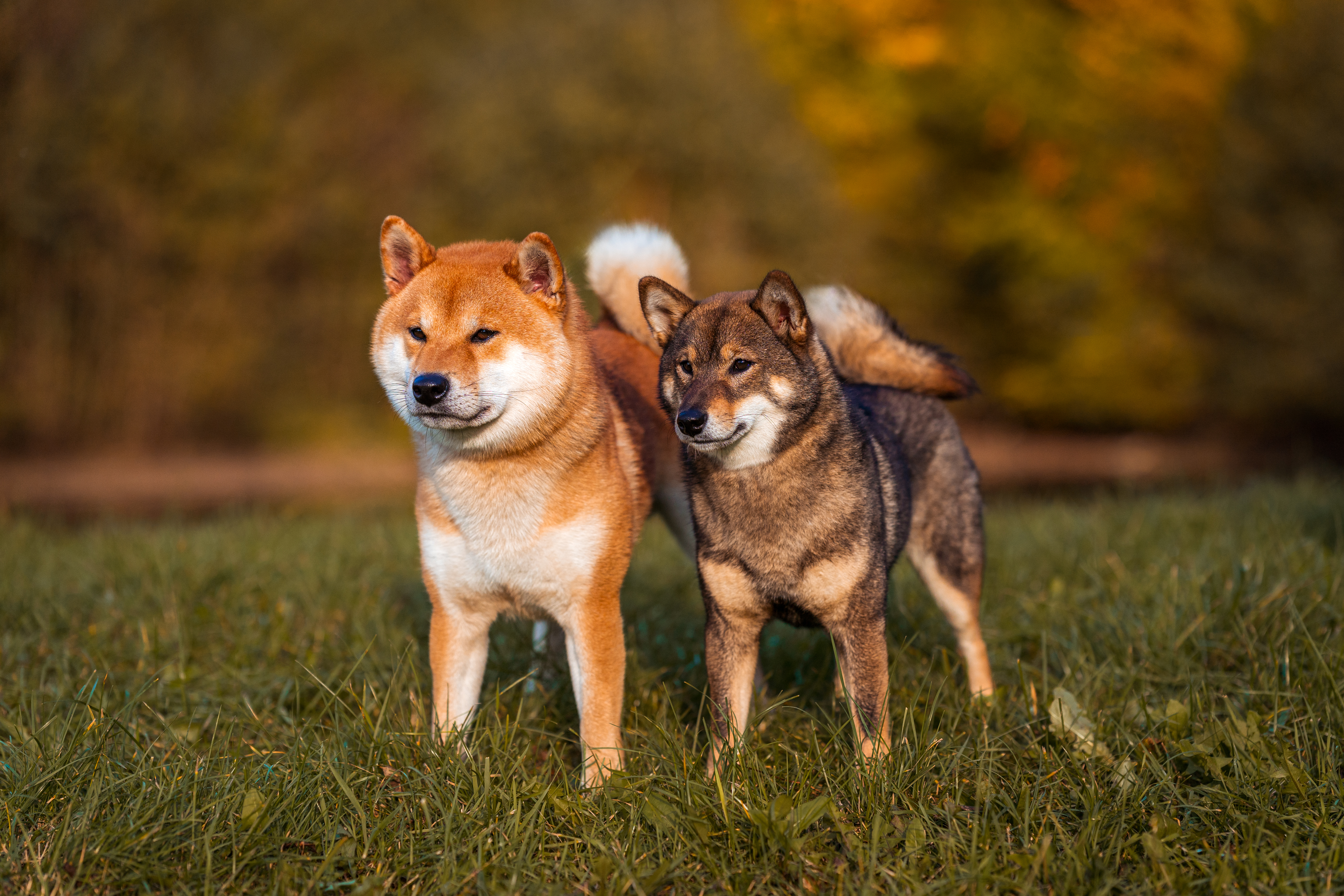Contra Amnis kennel