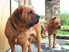 Diamant severu kennel