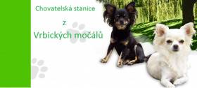 Z Vrbických močálů