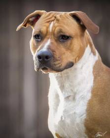Shelbyamstaff