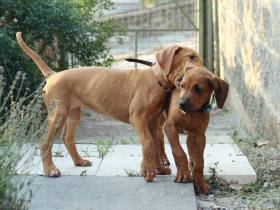 Canis Regalis