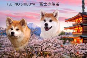 Fuji no shibuya