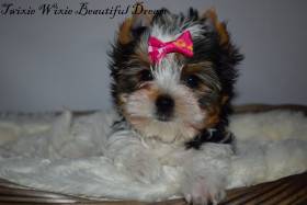 Beautiful Dream