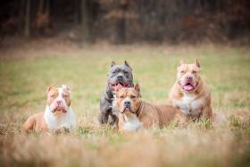 Complete Bullies