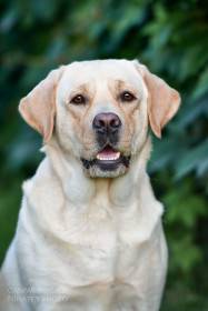 Lab for joy