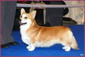 Higu