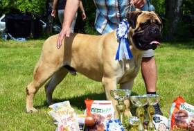 Bulmastif bullmastiff