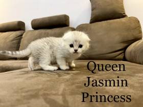 Jasmin Princess
