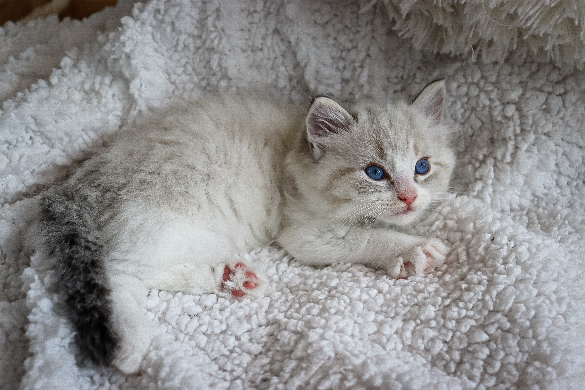 CuteofSilesia