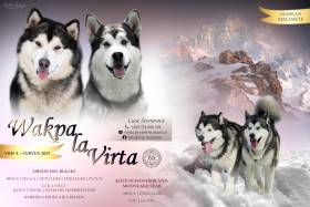 Wakpa la Virta