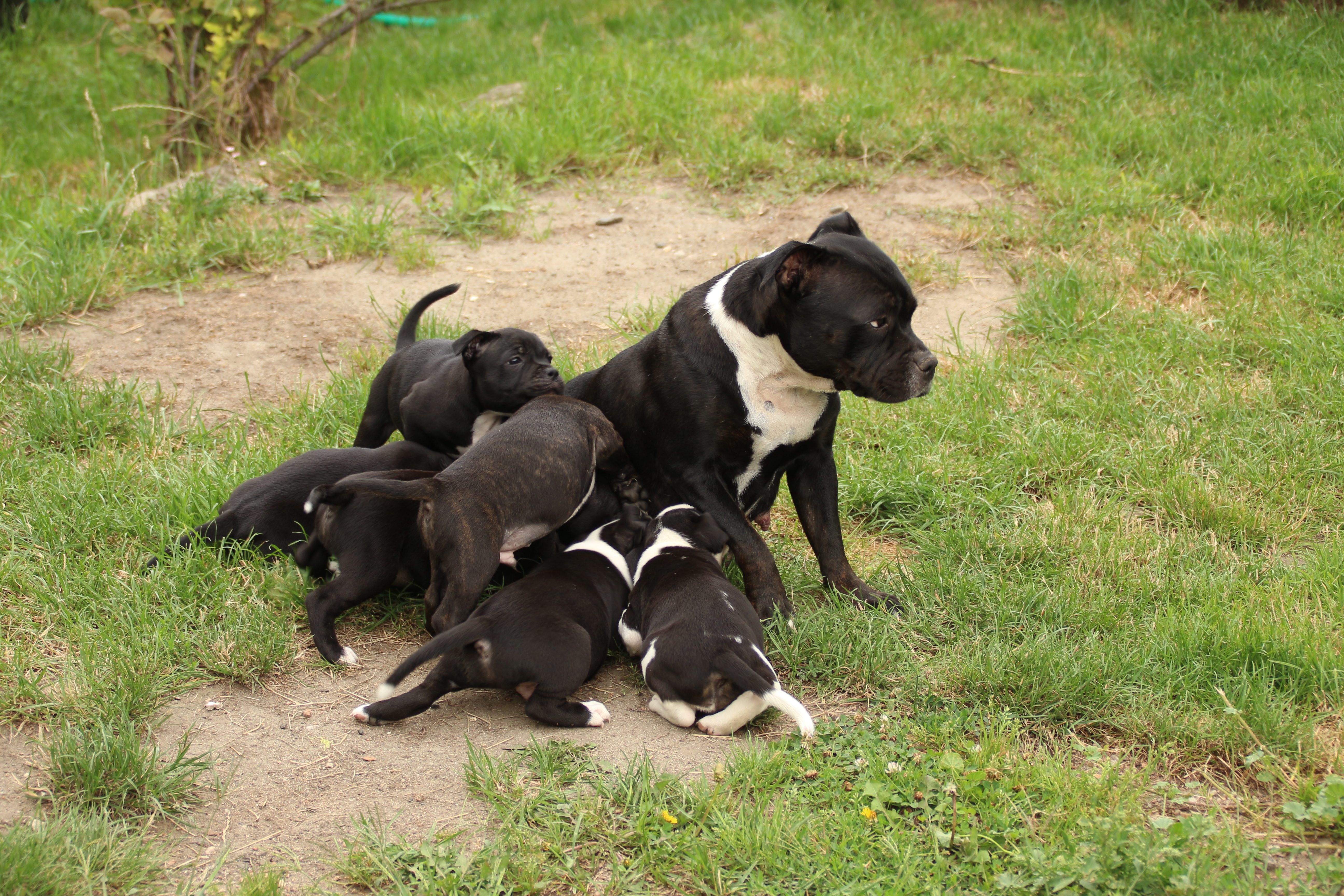 Postman Bulls
