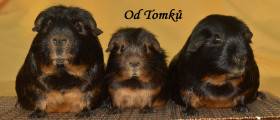 Od Tomků