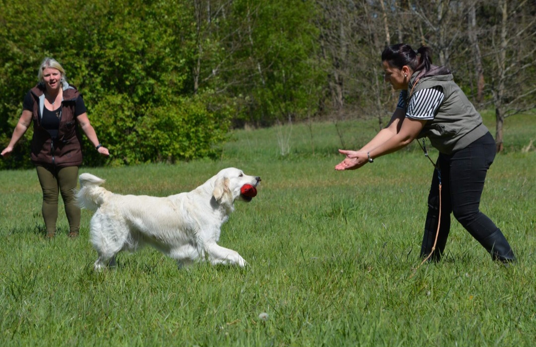 Zlato od Zelené Hory - CHS Zlatý retriever Nepomuk