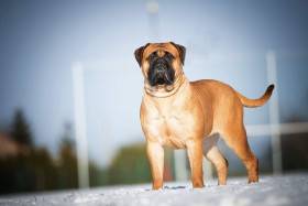 Bulmastif bullmastiff