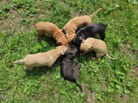 Jersey kennel