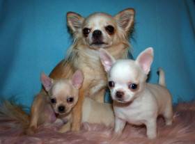 Chihuahua de estrella puerta