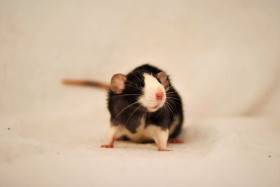 Legendary Rats
