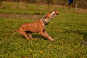 Anathema kennel - American pit bull terrier (APBT)