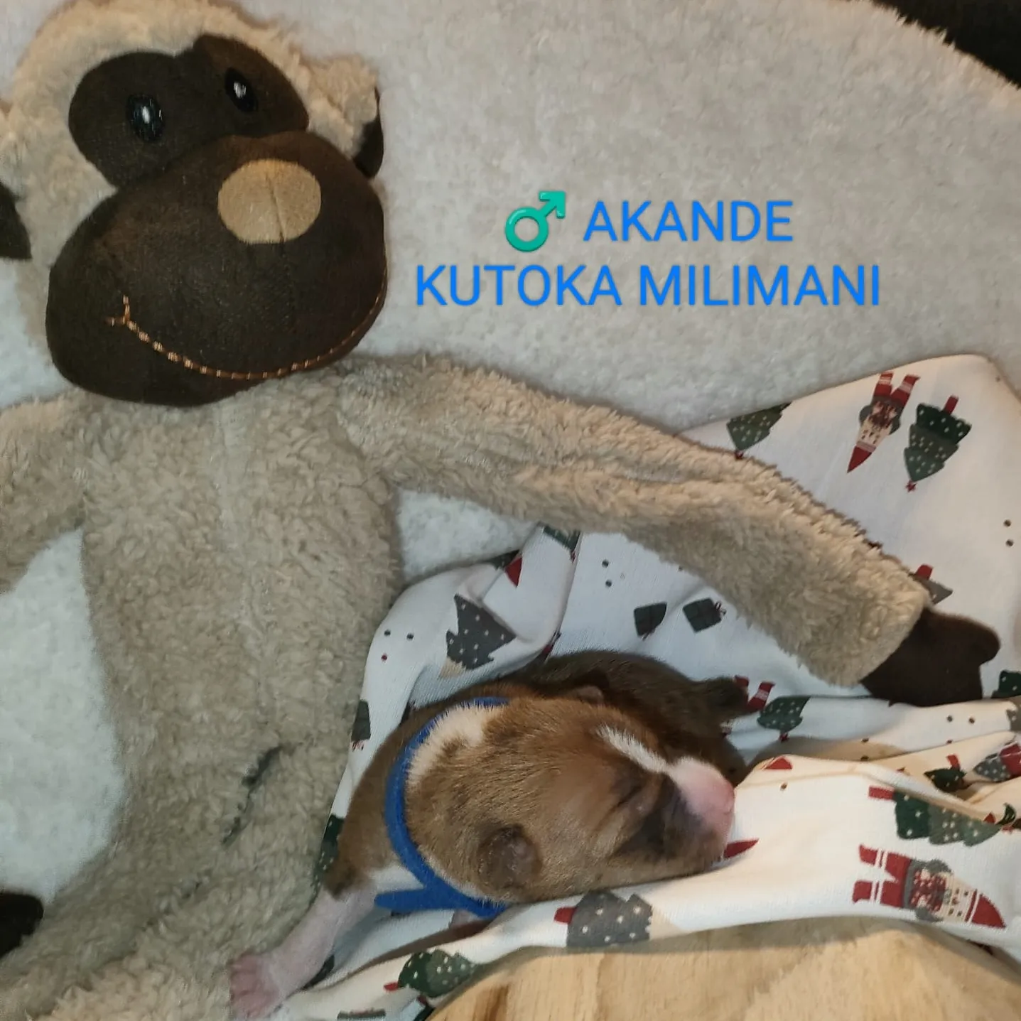 Kutoka Milimani