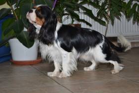 Od Jihlavské brány