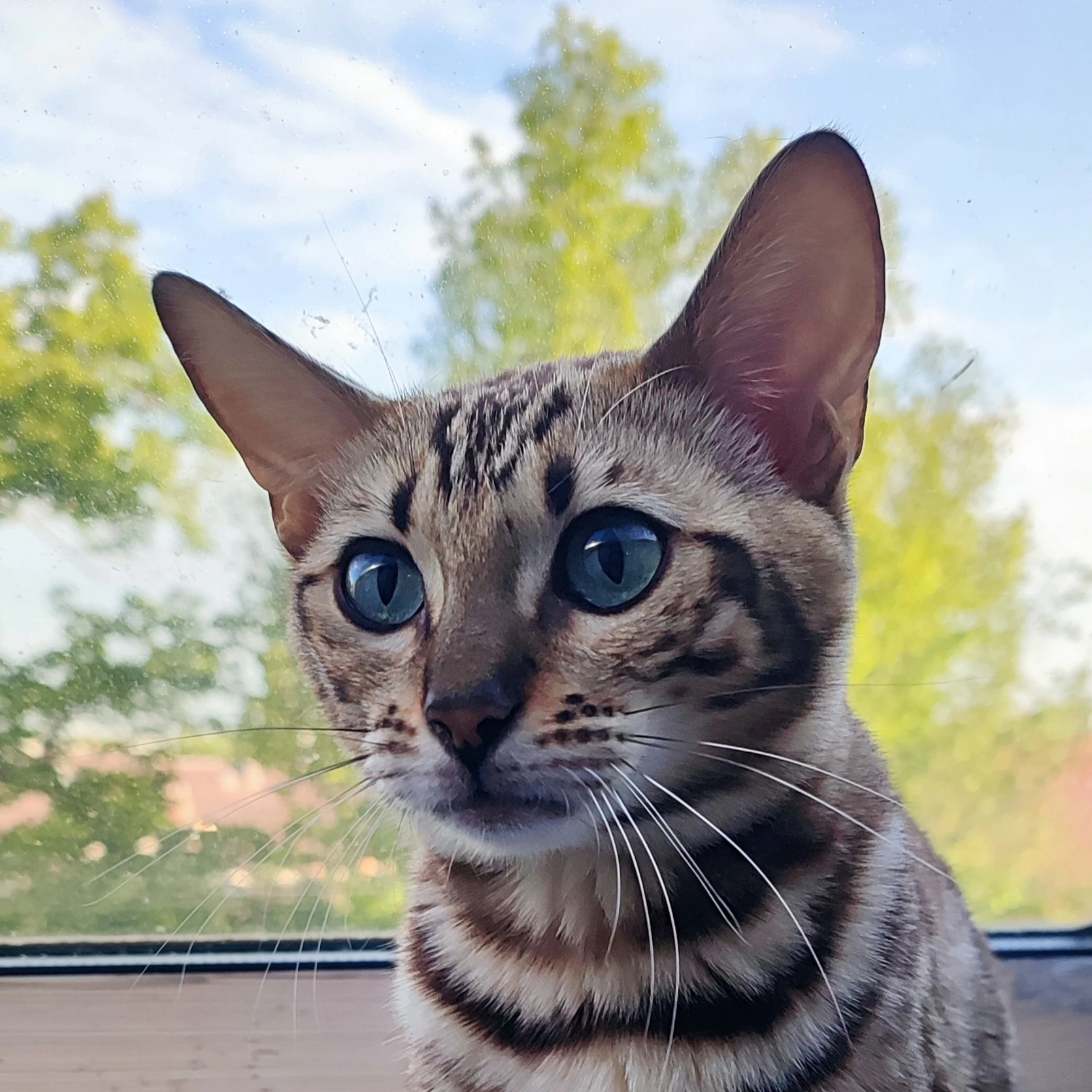 Fae Bengal