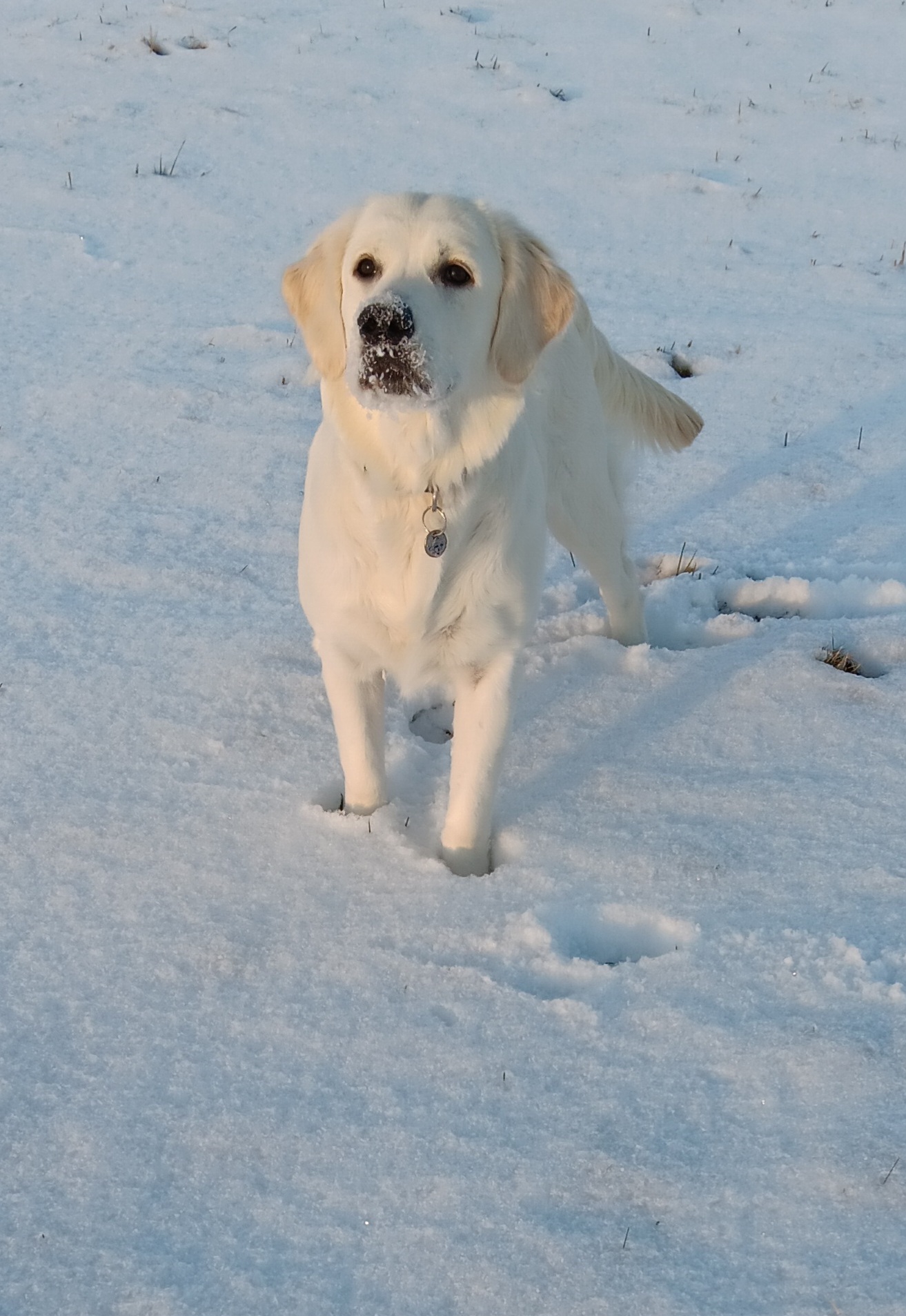 Zlato od Zelené Hory - CHS Zlatý retriever Nepomuk
