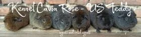 Cavia Rose