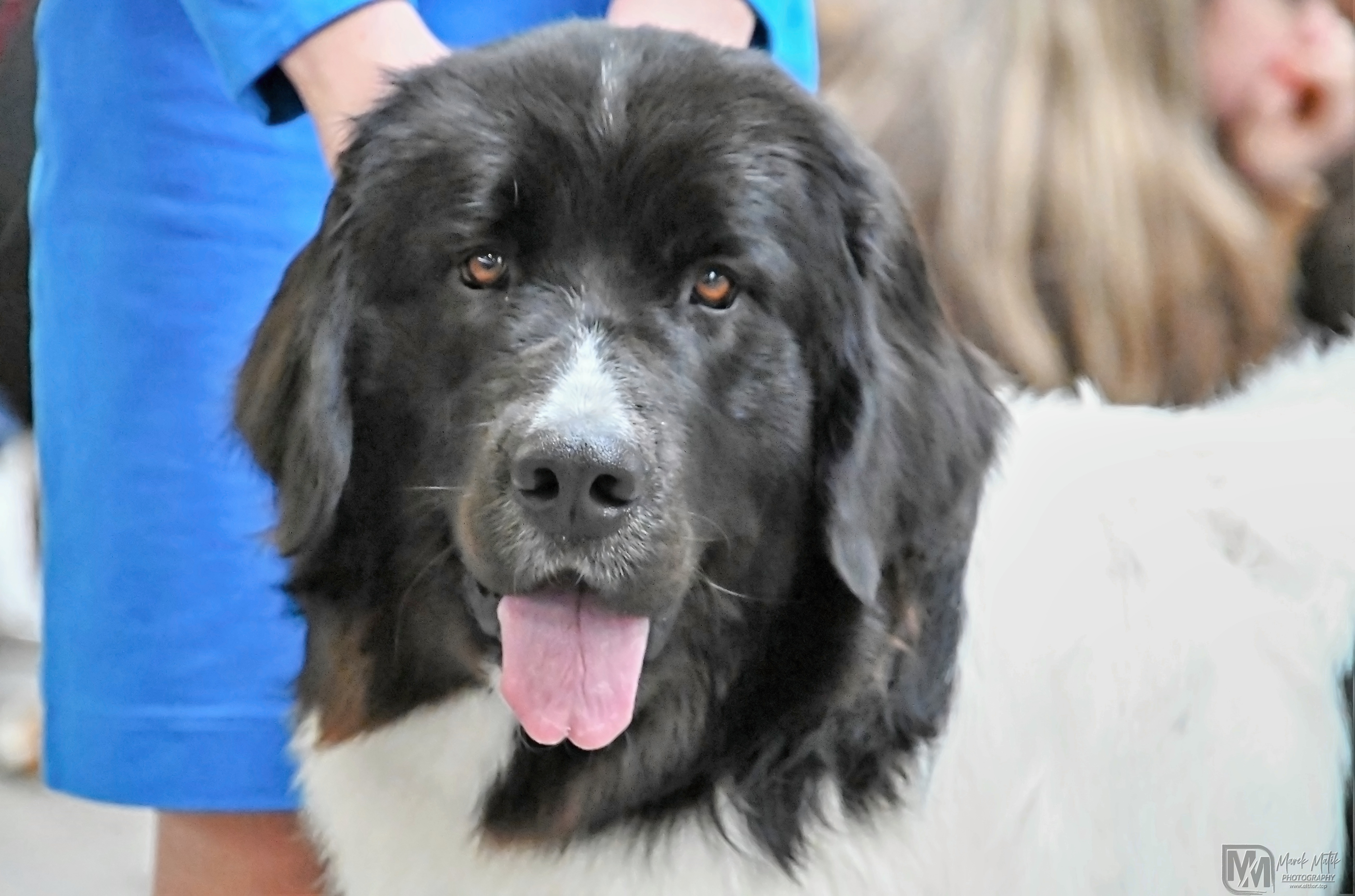 Landseer z Podorlických Albrechtic