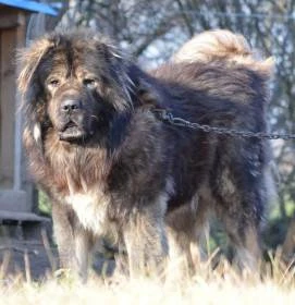 Mount chán