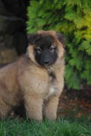 Dog Arabat