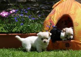 Chihuahua de estrella puerta