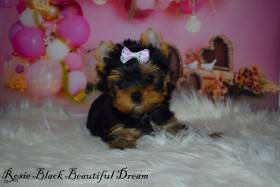 Beautiful Dream