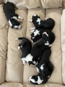 Puppies of Beluka